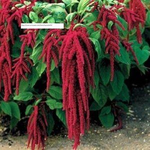 Love Lies Bleeding Seeds - Flower Seeds - BOGO